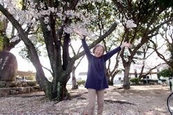 お花見