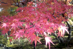 �g�t�h���C�u