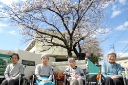 お花見